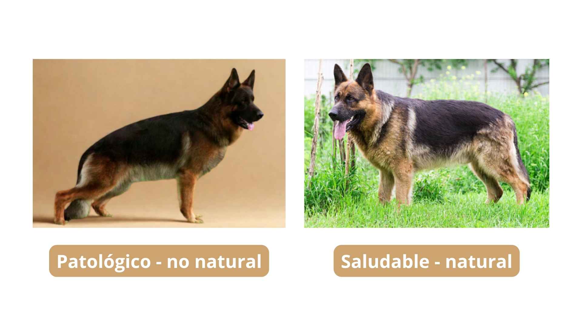 pastor alemán grupa caída vs normal